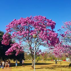 Pink flower tree in park against sky