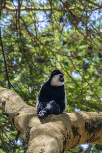 Low angle view of colobus monkey on tree in forest