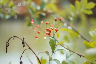 Close-up of red berries growing on plant