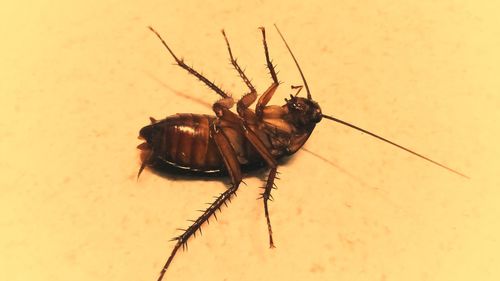 Close-up of insect