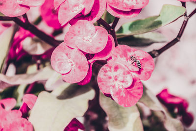 Close-up of pink flowers growing on tree