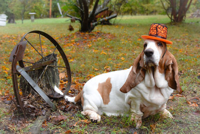 Dog sitting on field wearing halloween hat