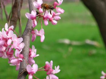 Close-up of pink flowers