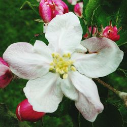 Close-up of pink flower