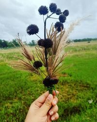 Cropped image of person holding plant on field against sky