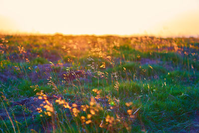 Plants growing on field against sky during sunset