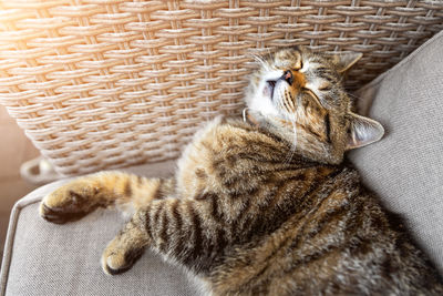 High angle view of a cat resting