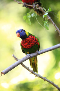 Close-up of parrot perching on branch