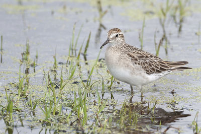 Bird perching on shallow water