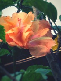 Close-up of rose blooming in garden