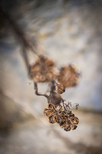 Close-up of plant against blurred background