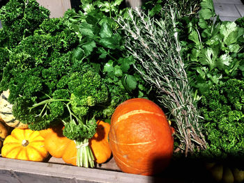 Close-up of pumpkins on plants