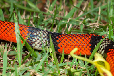 Close-up of orange butterfly on field