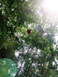 Low angle view of insect on tree