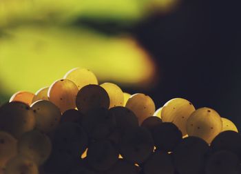 Close-up of grapes