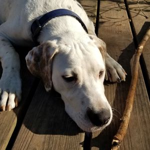 Dog resting near a stick on old wood deck.