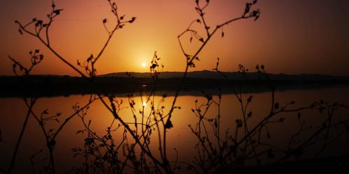 Silhouette plants by lake against sky during sunset