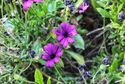 Close-up of pink flowering plants