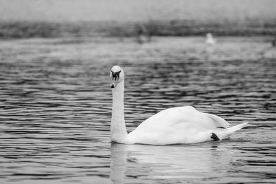 Swan floating on lake