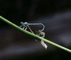 Close-up of grasshopper