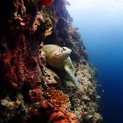 Fish swimming in sea