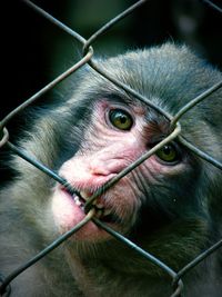 Close-up of monkey in cage