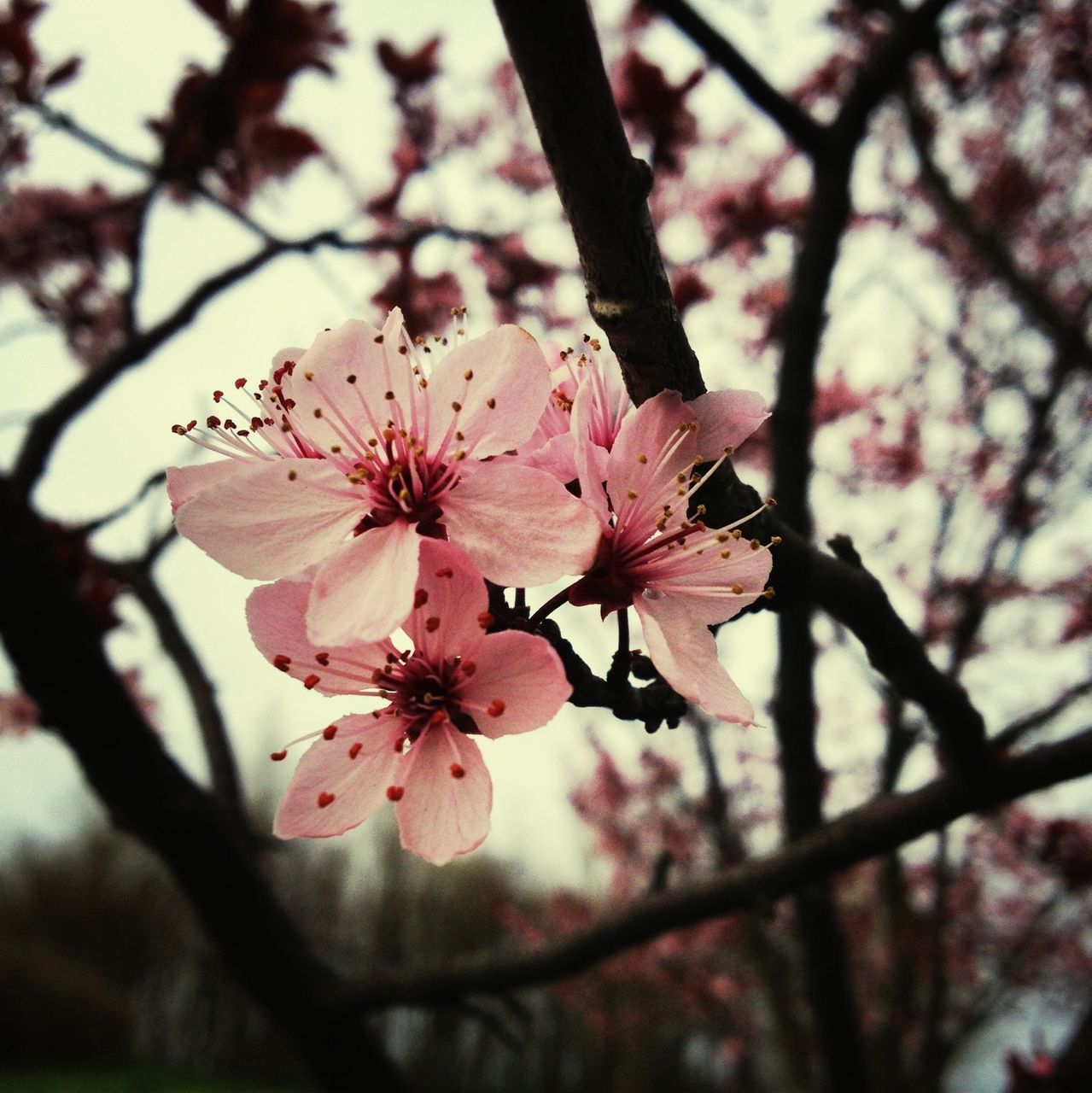 flower, freshness, branch, growth, tree, fragility, petal, beauty in nature, focus on foreground, nature, blossom, close-up, cherry blossom, flower head, pink color, in bloom, blooming, low angle view, twig, stamen