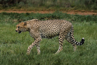 cheetah