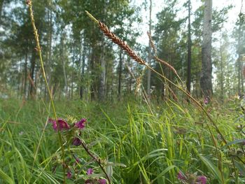 Plants growing on field