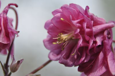 Close-up of pink rose flower