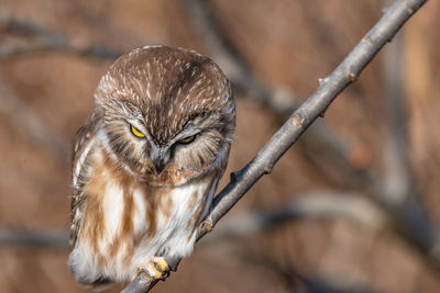 Close-up of owl perching on branch