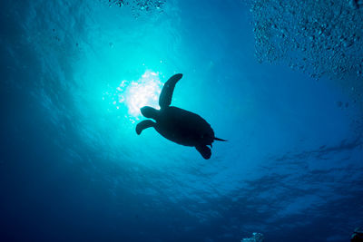 Green sea turtle swimming far away