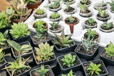 High angle view of potted plants for sale at market