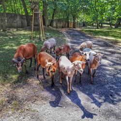 Herd of sheep in field