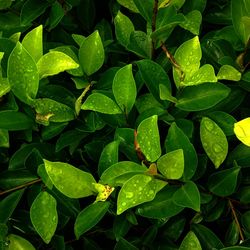 Full frame shot of wet leaves