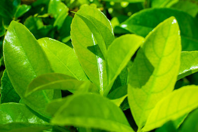 Close-up of water drops on leaves