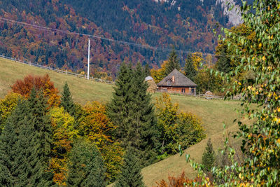 Scenic view of trees in forest during autumn