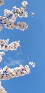 Blue sky and sakura