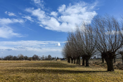 Trees on field against sky