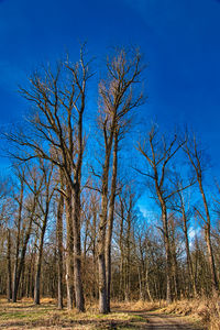 Bare trees on field against clear blue sky