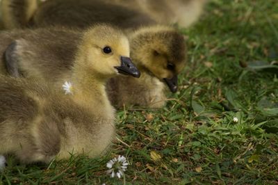 Close-up of ducklings on field