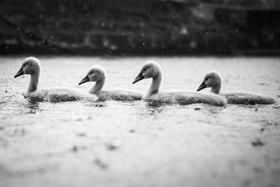 Cygnets swimming in pond