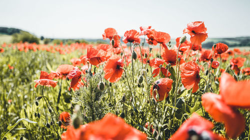 Close-up of red poppy flowers on field