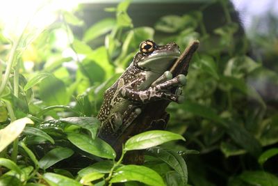 Close-up of frog on plant d eye