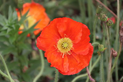 Close-up of red poppy flower