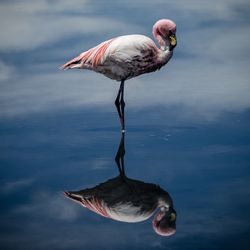 View of duck in lake