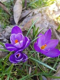 Close-up of purple crocus blooming on field