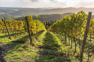 Scenic view of vineyard against sky