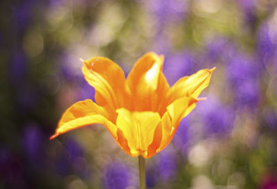 Close-up of yellow flowering plant