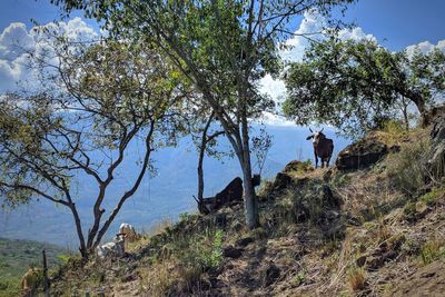 Rear view of men amidst trees against sky